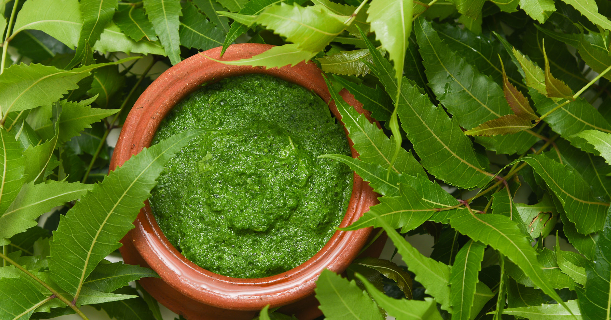 Neem Skincare: Neem tree with vibrant green leaves in a natural setting, highlighting its organic essence.